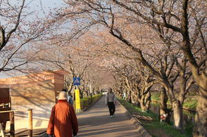 ebigawanosakura1204 007.jpg